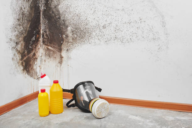 Best Best Mold Removal Companies  in Mount Vernon, IN