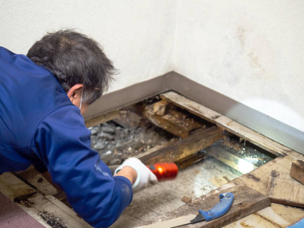 Best Crawl Space Mold Removal  in Mount Vernon, IN