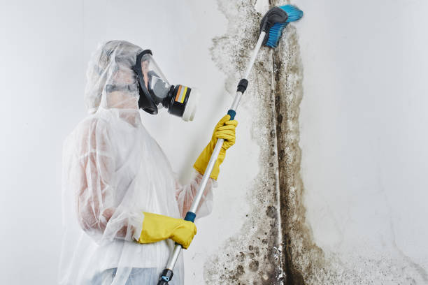 Mold Removal and Inspection in Mount Vernon, IN