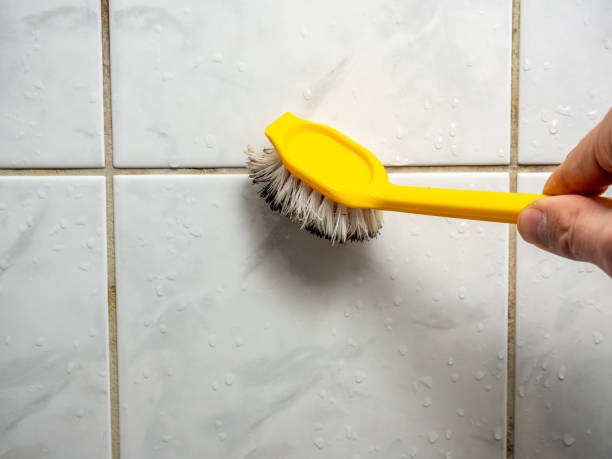 Professional Mold Removal in Mount Vernon, IN