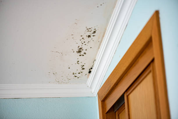 Best Local Mold Removal Service  in Mount Vernon, IN