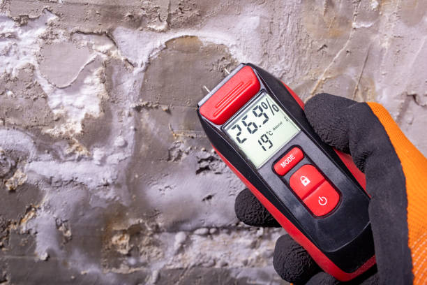 Best Affordable Mold Removal  in Mount Vernon, IN