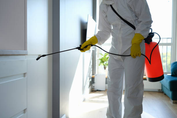 Best Attic Mold Removal  in Mount Vernon, IN