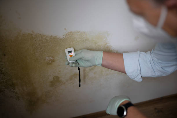 Best Mold Removal Near Me  in Mount Vernon, IN
