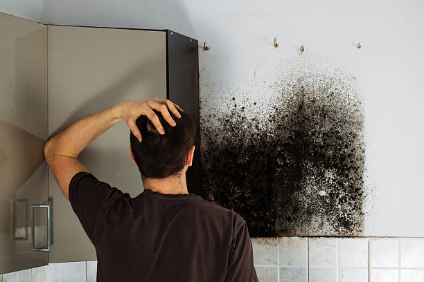 Mold Testing and Removal in Mount Vernon, IN