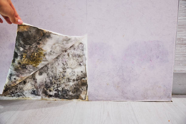 Water Damage Restoration in Mount Vernon, IN